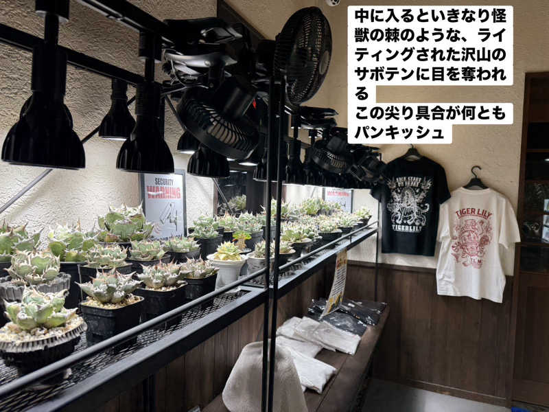 ワニ子さんのまるた屋温泉 西方の湯のサ活写真