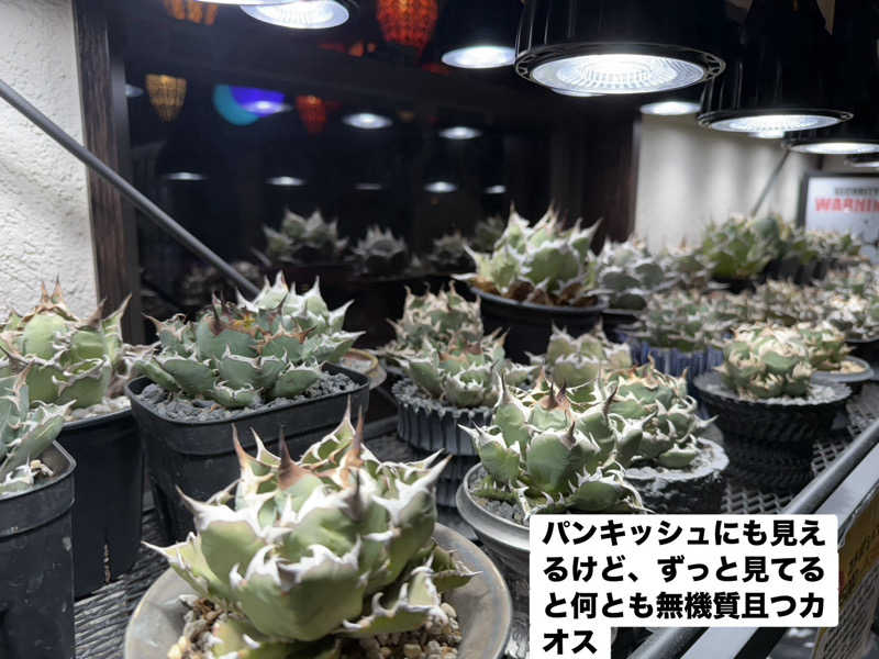 ワニ子さんのまるた屋温泉 西方の湯のサ活写真