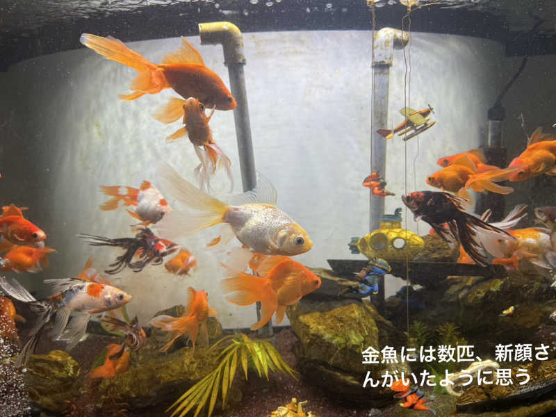 ワニ子さんのまるた屋温泉 西方の湯のサ活写真