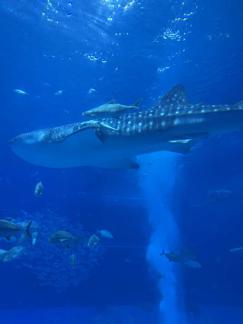 JD祭りさんの古宇利島サウナティーダのサ活写真