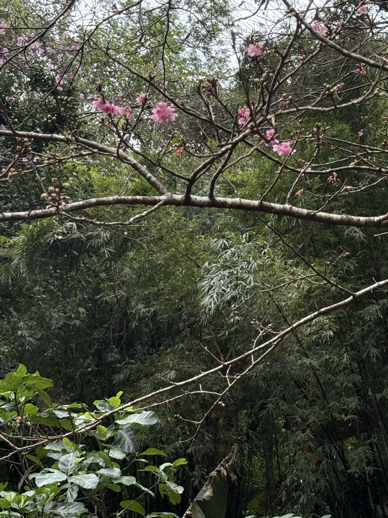 JD祭りさんの亜熱帯サウナのサ活写真