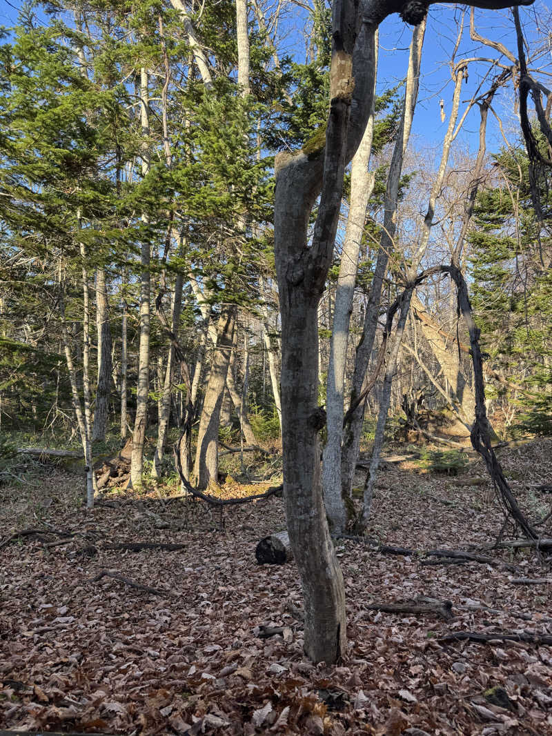 🔰♡Can♡🔰さんの屈斜路湖サウナ倶楽部のサ活写真