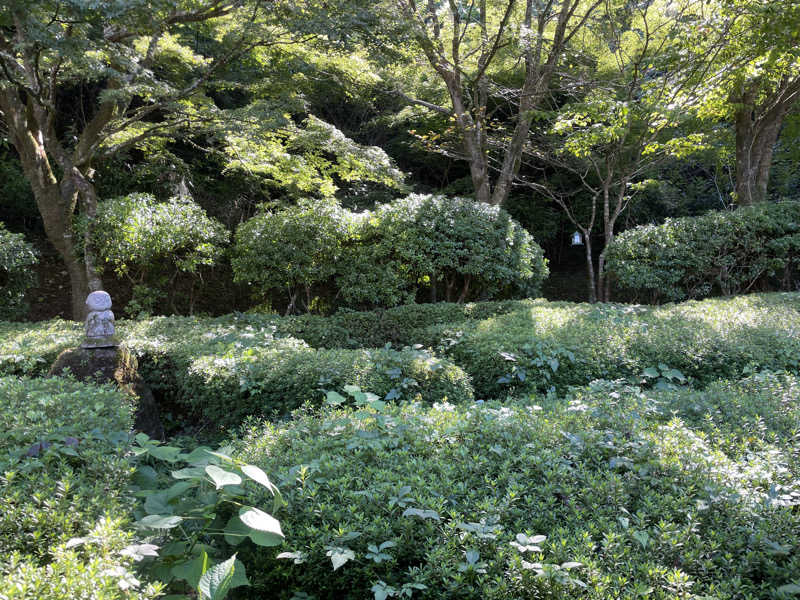 yoyoyoshikawaさんの御殿場高原 天然温泉 茶目湯殿のサ活写真