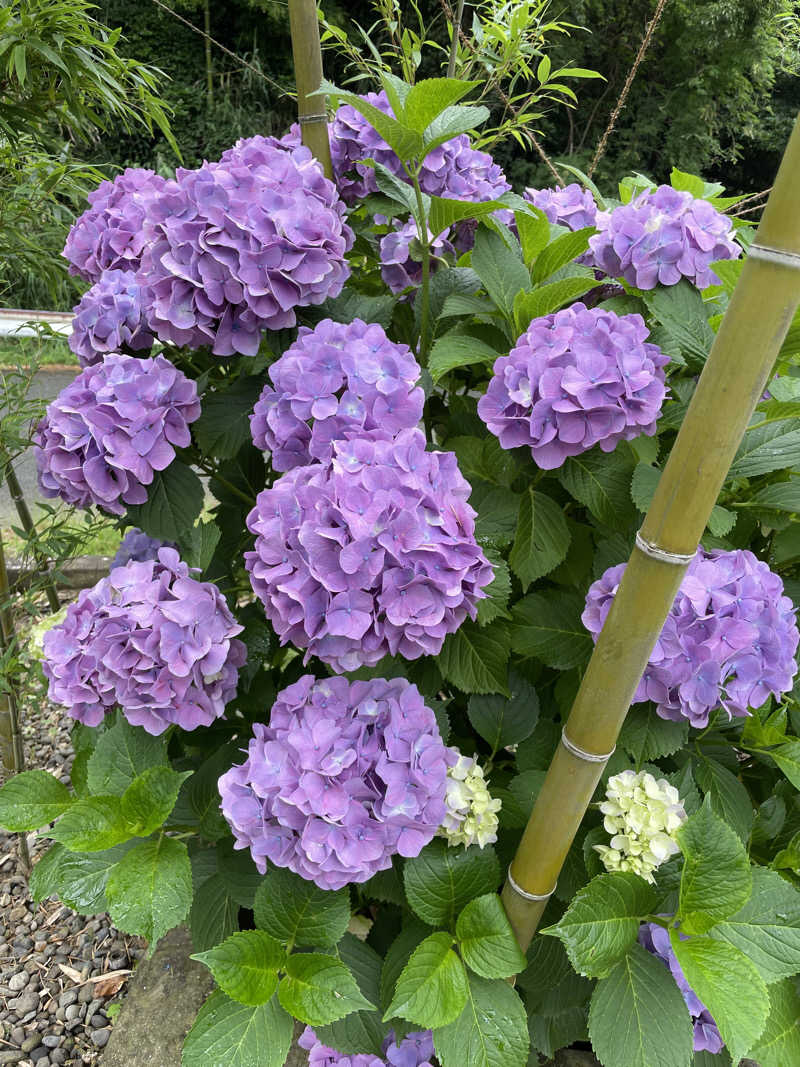 yoyoyoshikawaさんの日帰りの湯  薬王寺の湯 漢方薬湯 偕楽荘のサ活写真