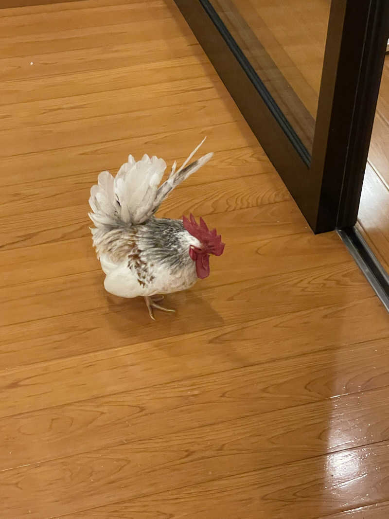 yoyoyoshikawaさんの湯泉郷 温泉館 湯招花のサ活写真