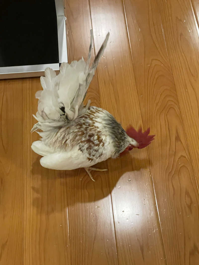 yoyoyoshikawaさんの湯泉郷 温泉館 湯招花のサ活写真