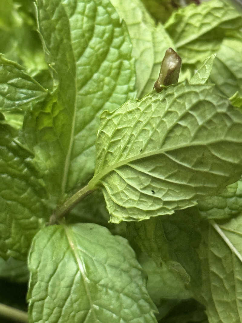 ほかほかさんの37BASEのサ活写真