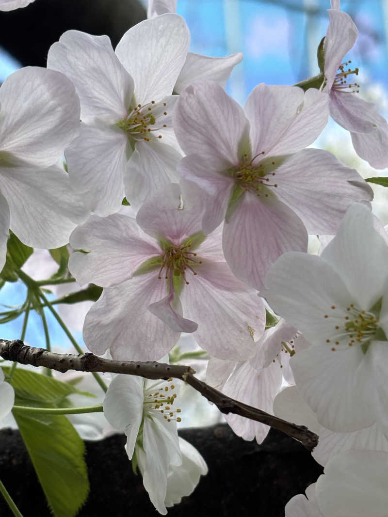 chinoiさんのぎょうざ湯のサ活写真