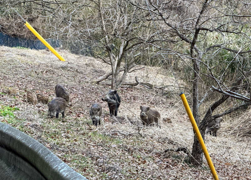 ピップさんのサウナ民泊こちやのサ活写真