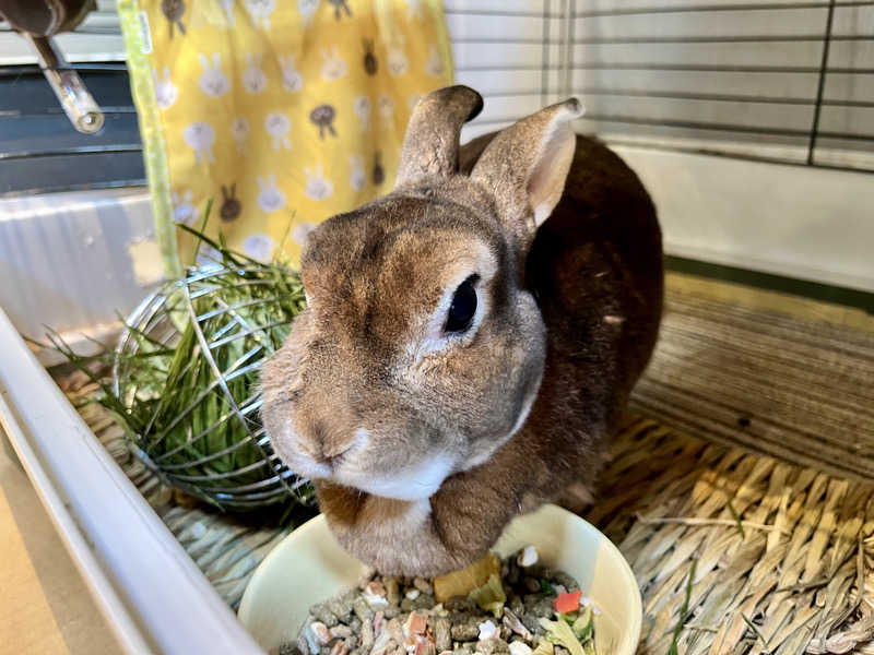 カラーひよこさんの深大寺天然温泉 湯守の里のサ活写真