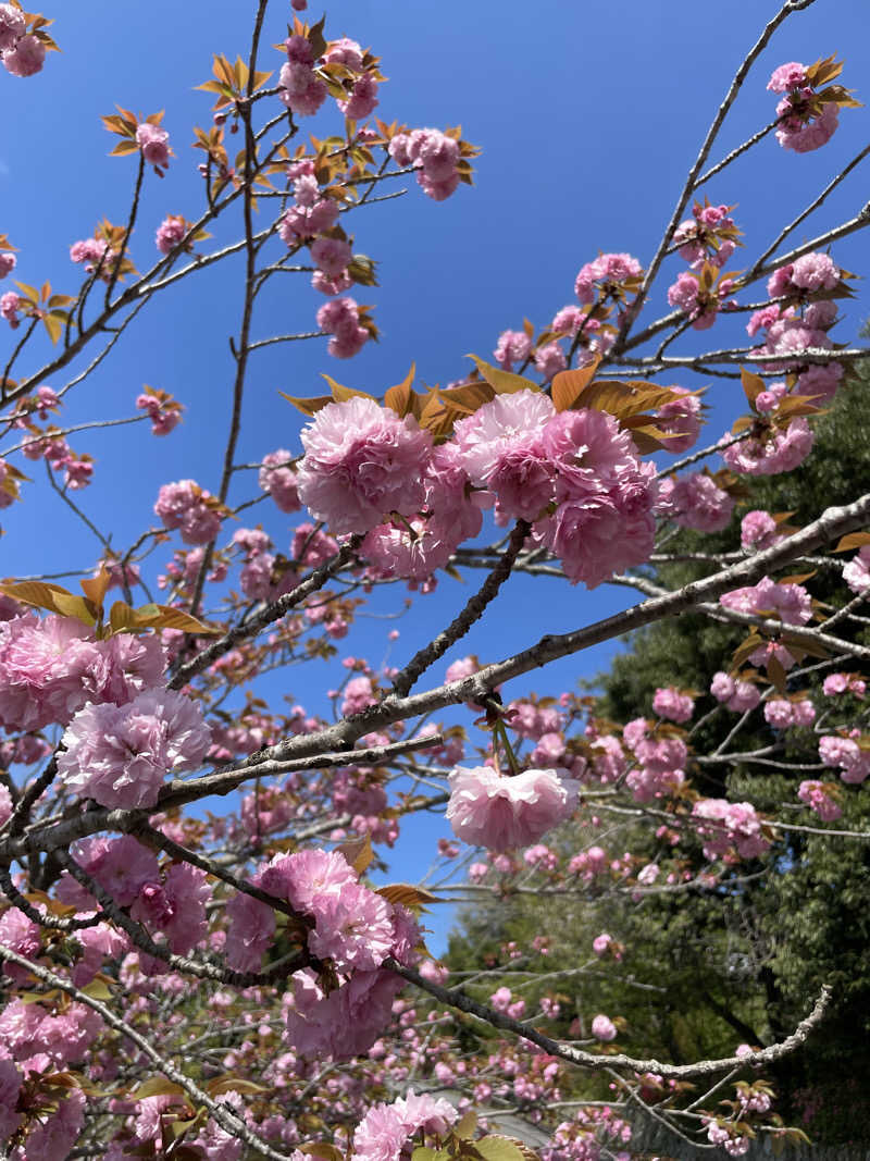 delarenai_さんの御船山楽園ホテル  らかんの湯のサ活写真