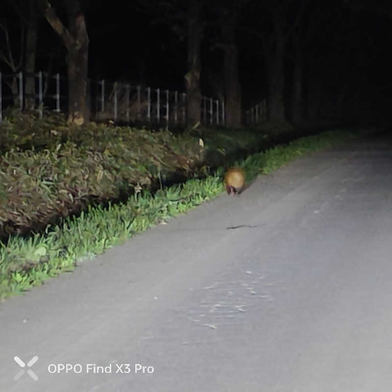 ダビデ象🐘さんの天間林温泉のサ活写真