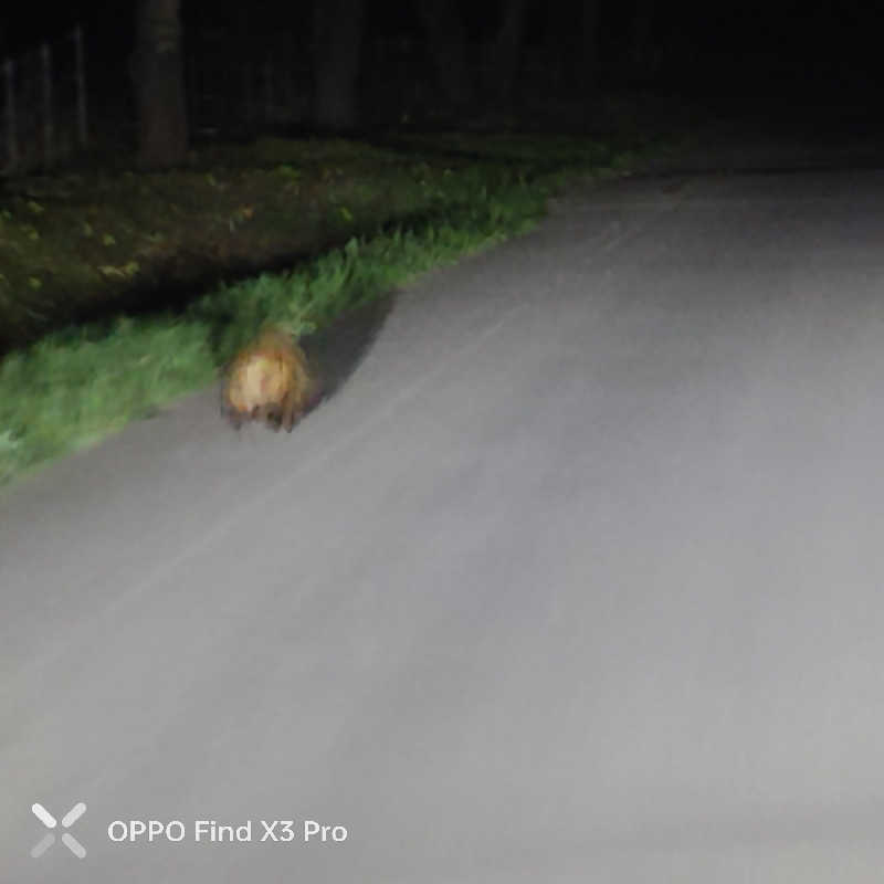 ダビデ象🐘さんの天間林温泉のサ活写真