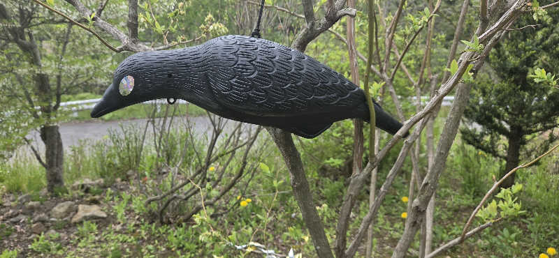 ダビデ象🐘さんのふくろうの湯のサ活写真