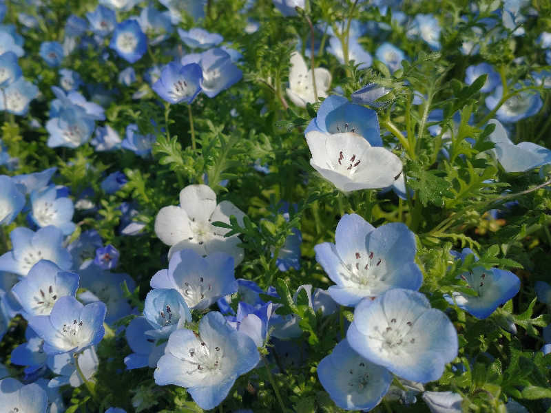 ４２６さんのひたちなか温泉 喜楽里別邸のサ活写真