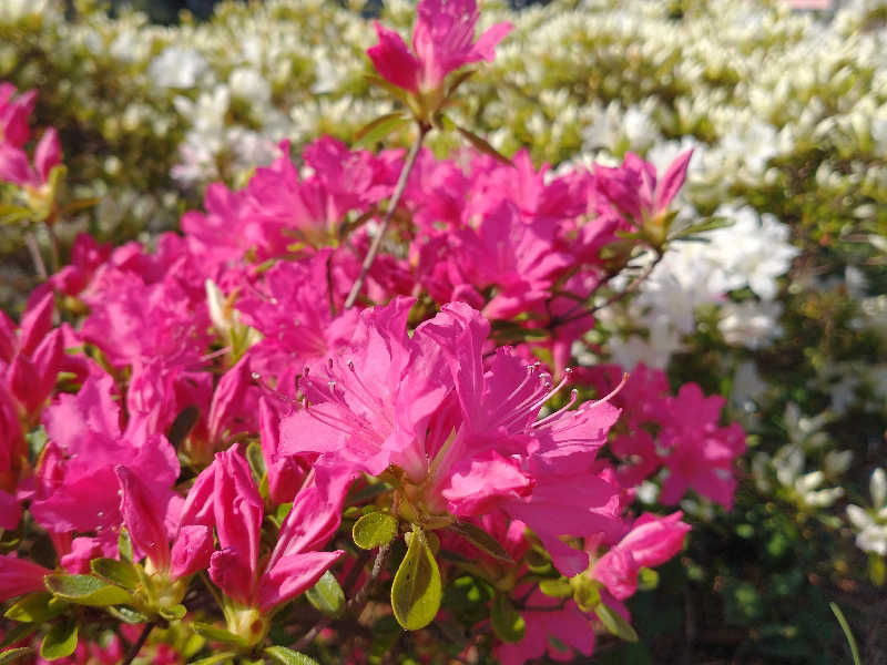 ４２６さんのひたちなか温泉 喜楽里別邸のサ活写真
