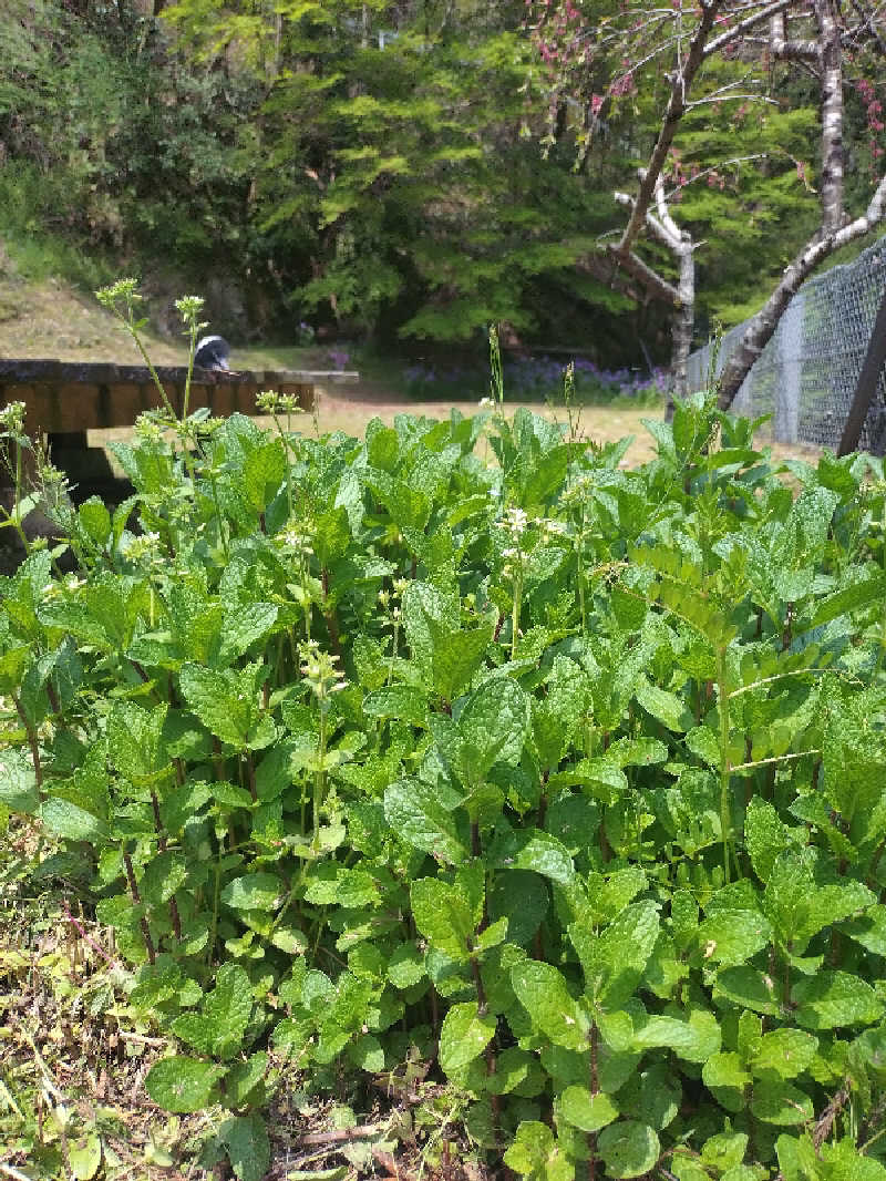ノンキチさんの山ノサウナ 廃校を貸切でのサ活写真