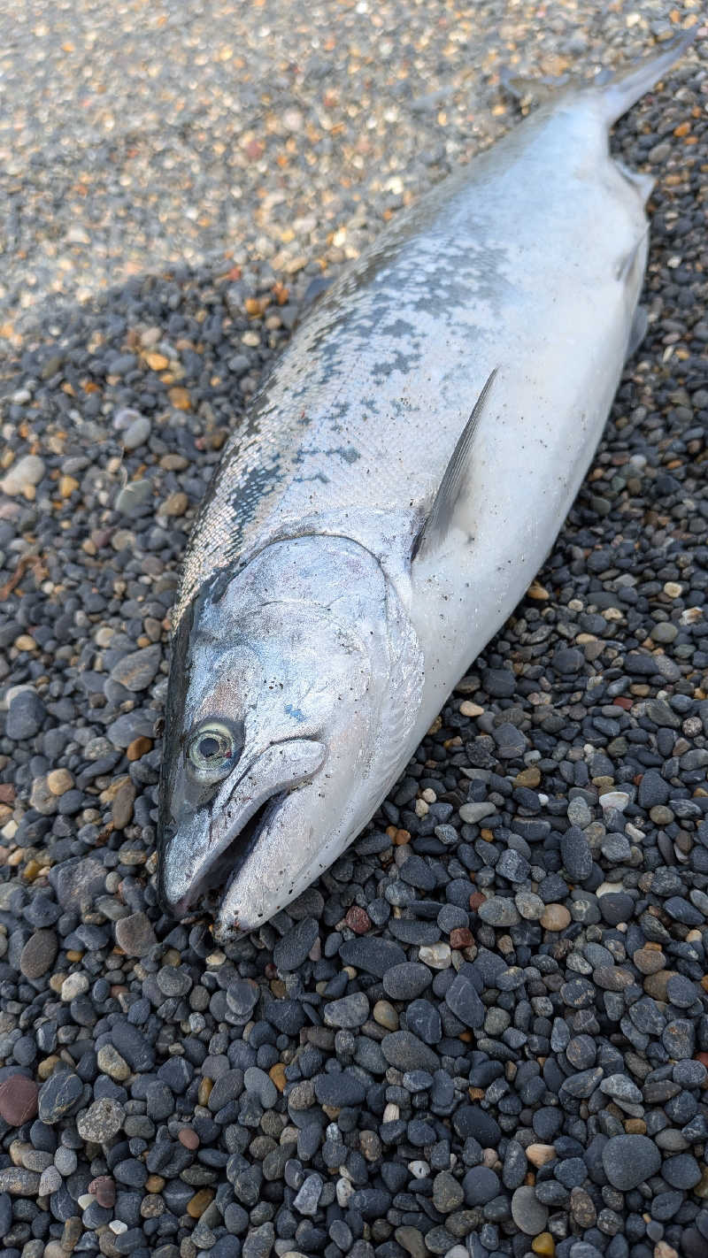 釣り好きサウナーさんのオホーツク温泉ホテル日の出岬のサ活写真