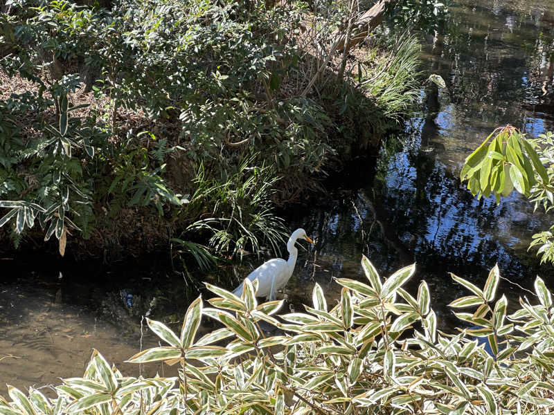 Lisaさんの深大寺天然温泉 湯守の里のサ活写真