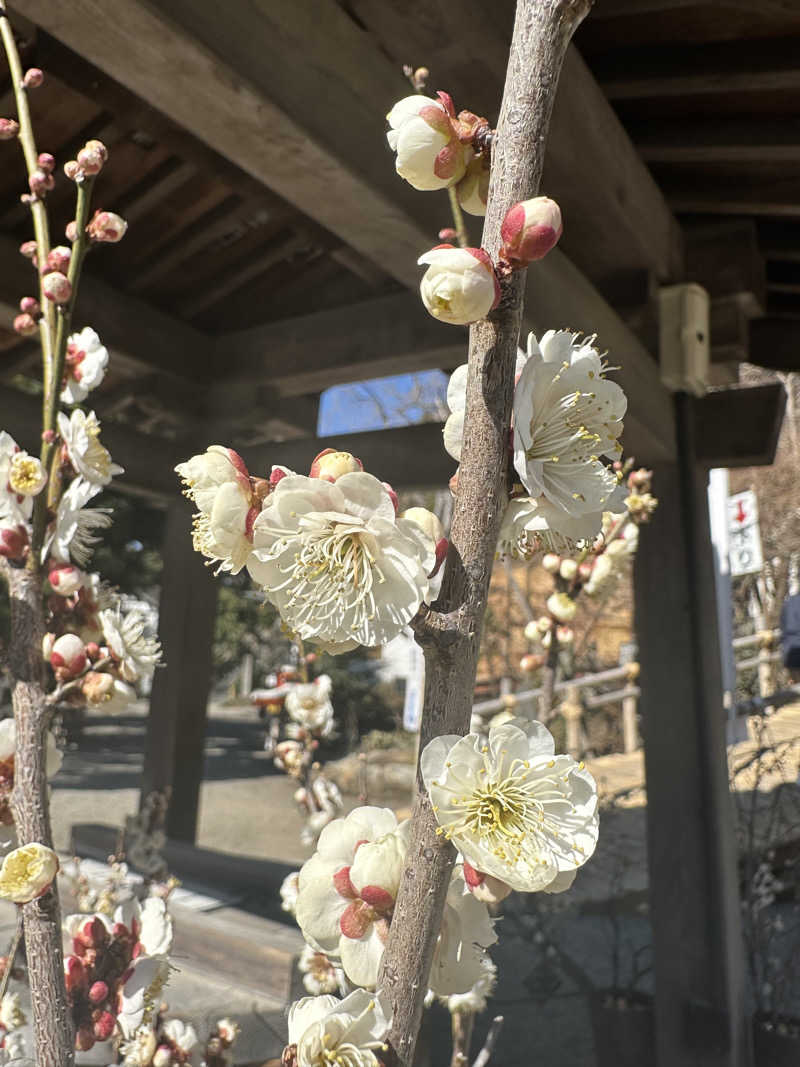 Lisaさんの深大寺天然温泉 湯守の里のサ活写真