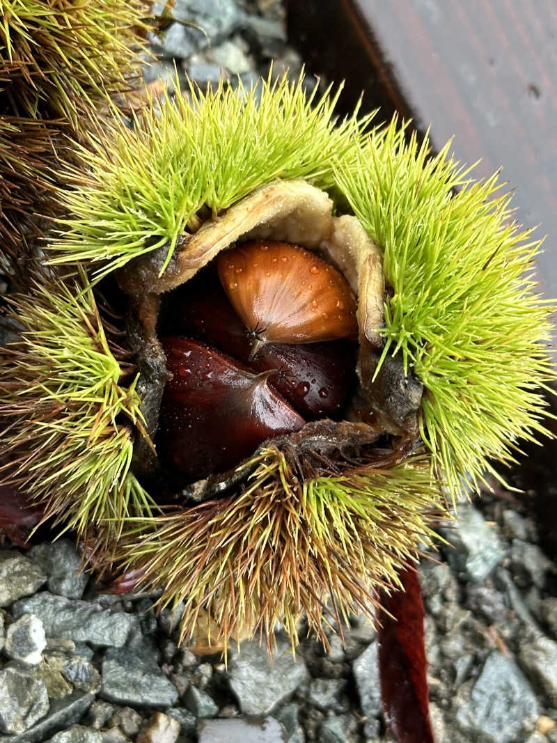 Lisaさんのサウナの森 水沼ヴィレッジのサ活写真