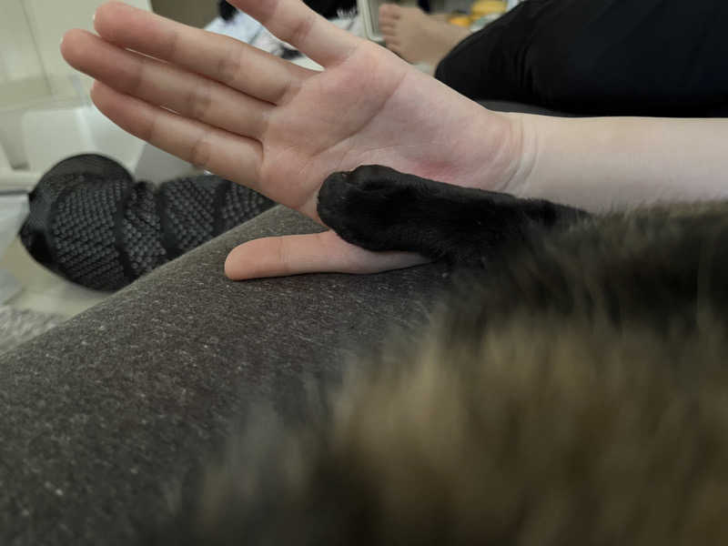 ぁぃ🖤🐈‍⬛さんのサウナヘヴン草加のサ活写真