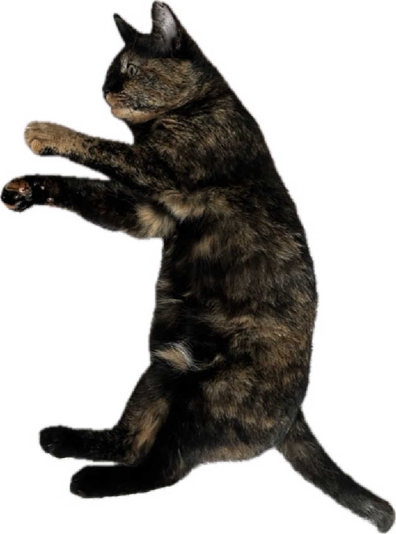 ぁぃ🖤🐈‍⬛さんのサウナヘヴン草加のサ活写真