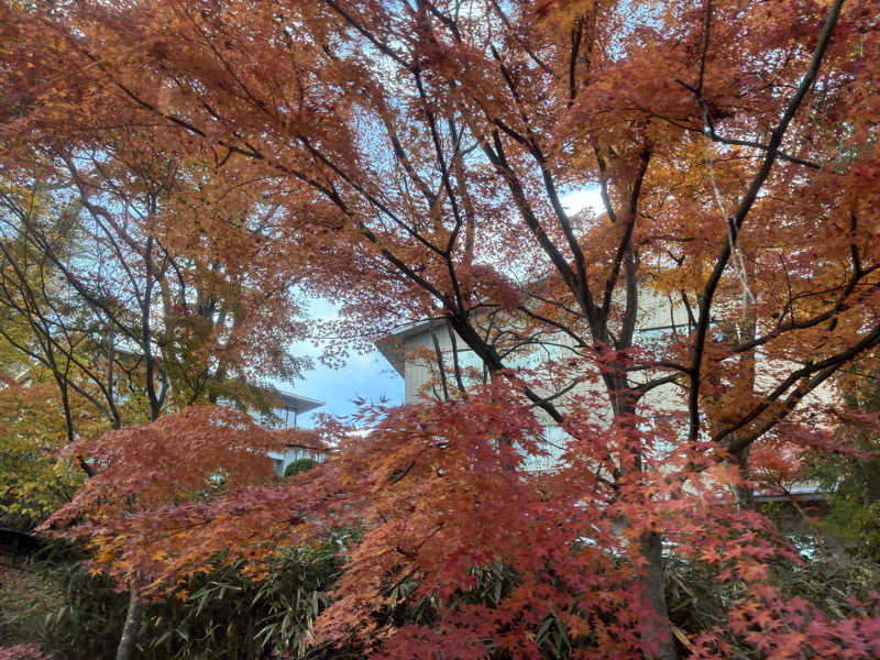 下町サウナーさんの湯本富士屋ホテルのサ活写真