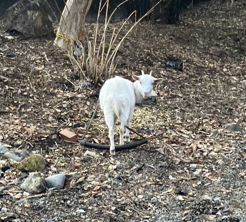 栃木サウナツアーさんのさぷらすのサ活写真