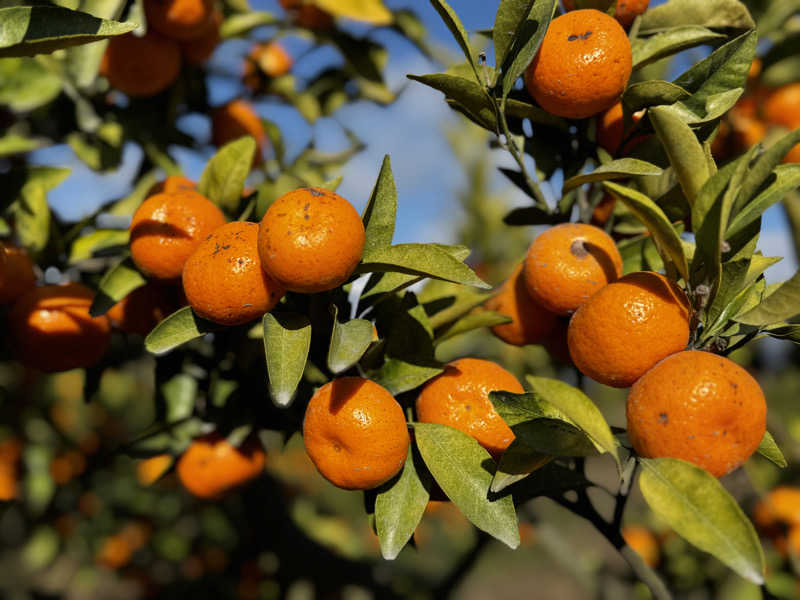 Koichiro♨️さんのさくらじま白浜温泉センターのサ活写真
