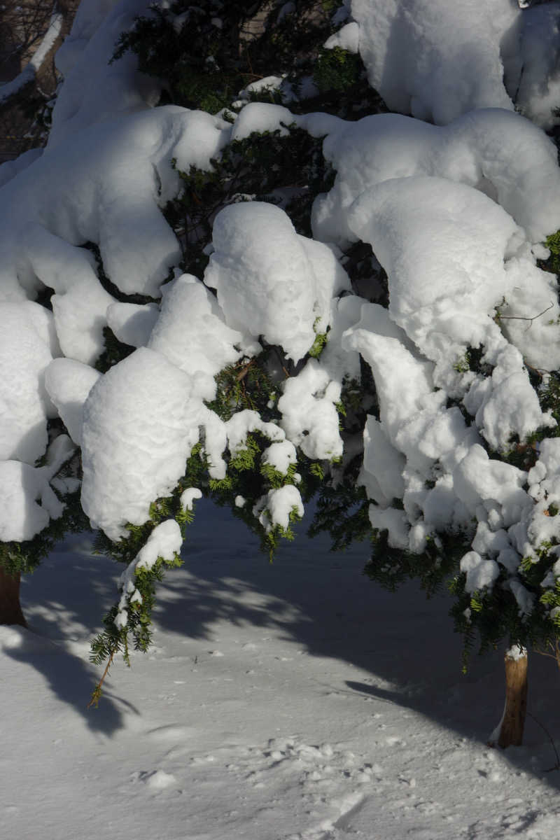 yu_riさんの湯処花ゆづきのサ活写真