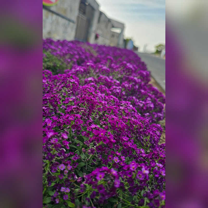 めぇさんのパルシェ香りの湯のサ活写真