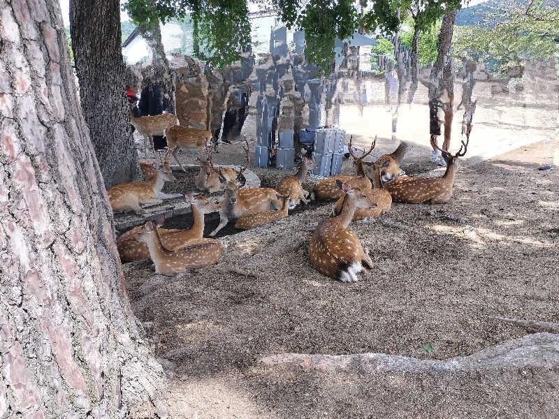 イケメン蒸し子さんのゆららの湯 奈良店のサ活写真
