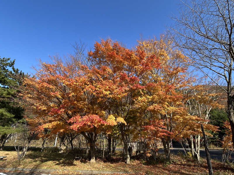 BAT64さんのRoots猪苗代 LakeArea (THE LAKE)のサ活写真