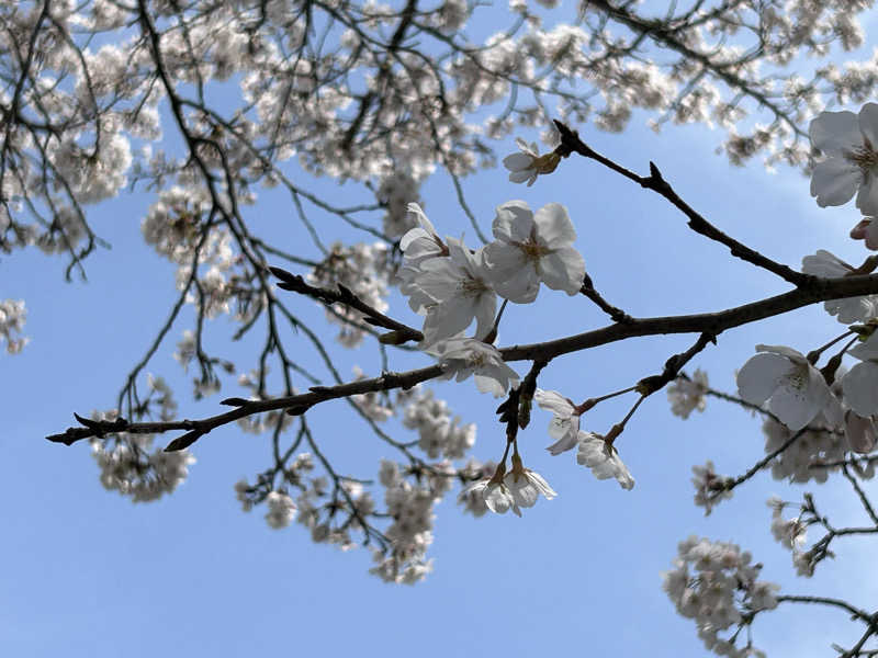 BAT64さんの日田温泉 ととの湯(はなの樹 RIVER TERRACE)のサ活写真