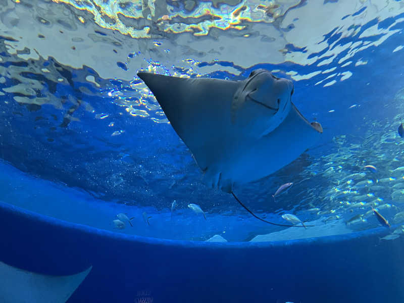 ぴかりさんのジェームス山天然温泉 月の湯舟のサ活写真
