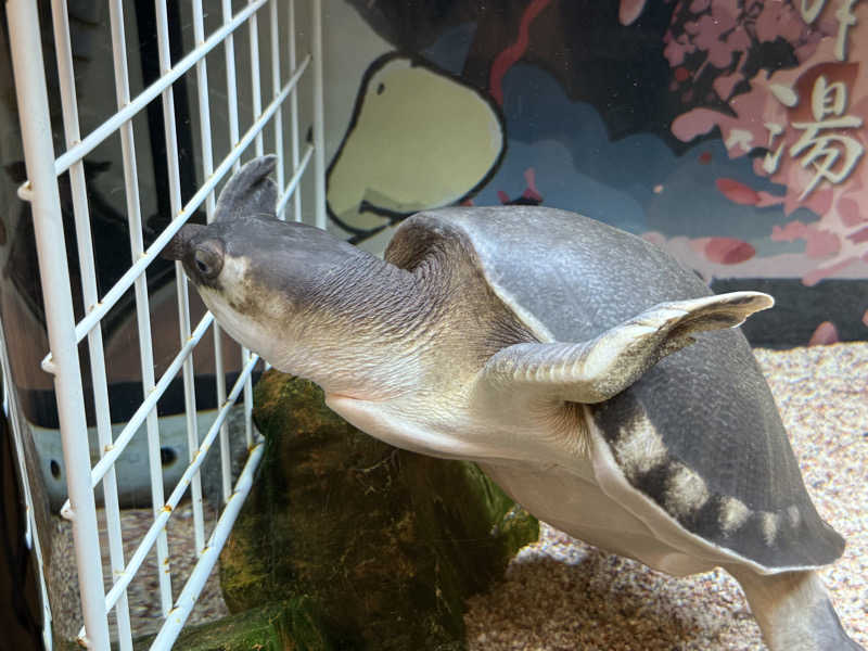 petaroさんの松本湯のサ活写真