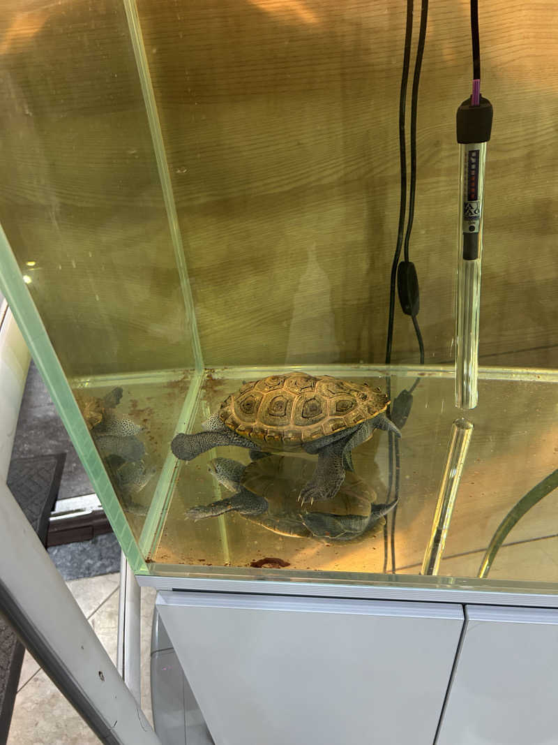 りんさんのスパレックス東大門のサ活写真