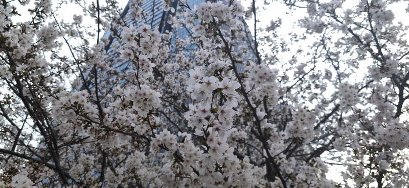 りみぃさんの多摩境天然温泉 森乃彩のサ活写真
