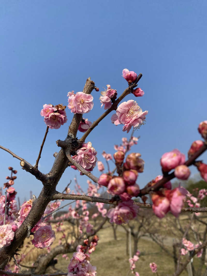 すー3さんの春日井温泉のサ活写真