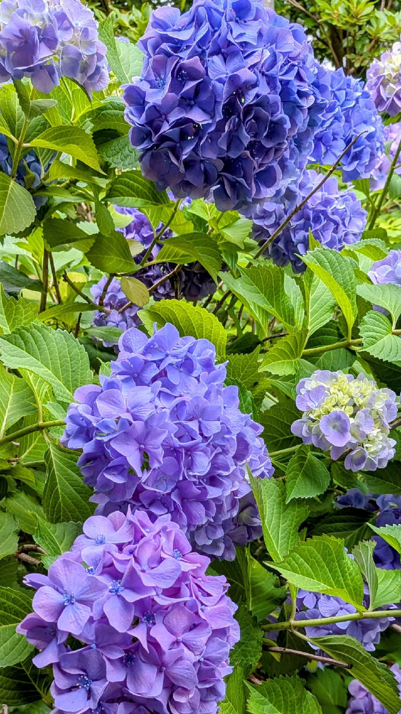 かずぴーさんの東静岡 天然温泉 柚木の郷のサ活写真