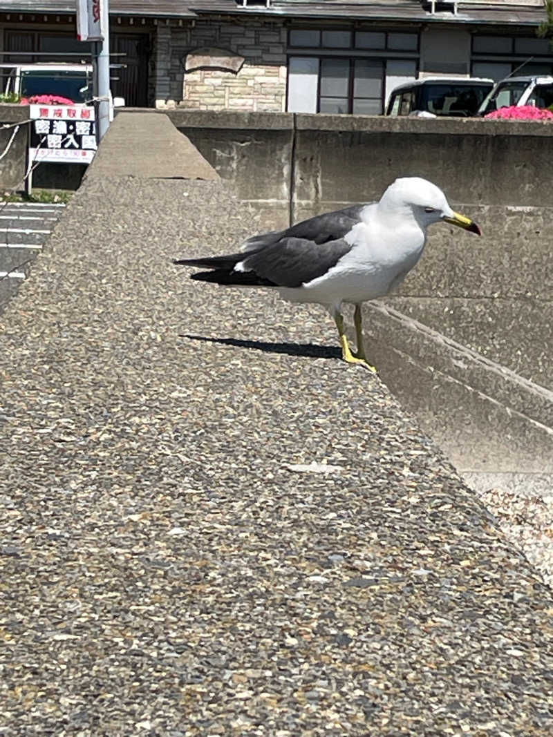 ヨシさんの越前水仙の里 波の華温泉のサ活写真