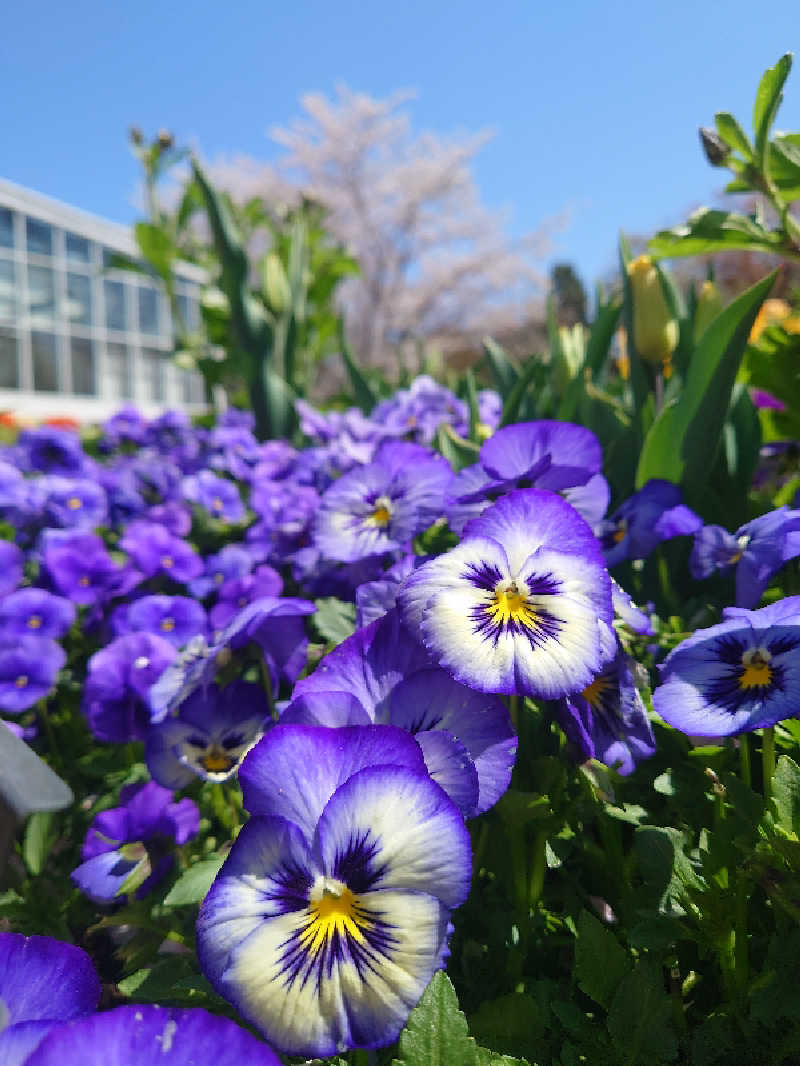 フラリーマンサウナーさんのよみうりランド眺望温泉 花景の湯のサ活写真
