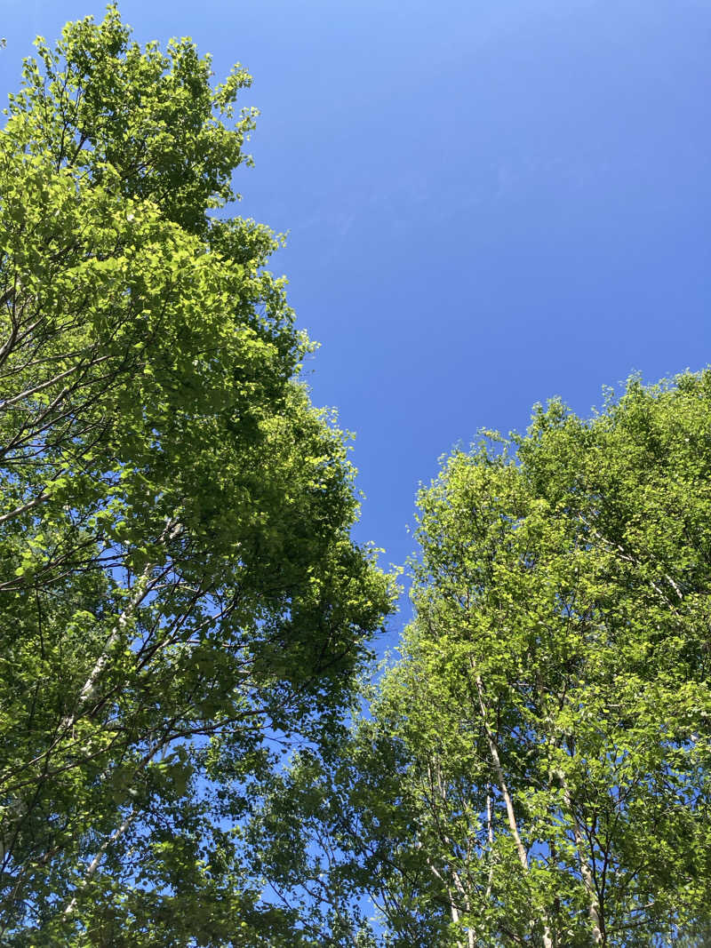 若杉賢一 / Ken WakasugiさんのSAUNA TEN            "Birch and cloud forest"のサ活写真