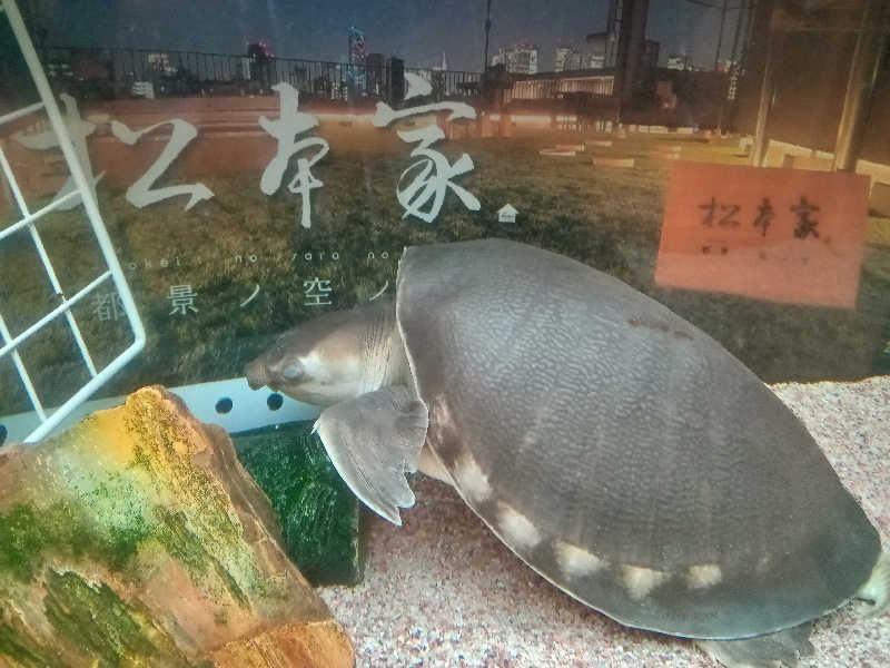 しずみずさんの松本湯のサ活写真