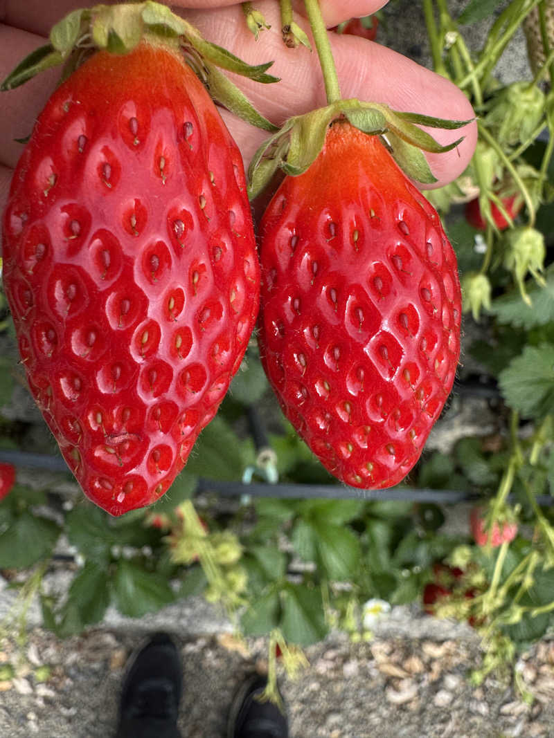 e-tanさんの富士山天然水SPA サウナ鷹の湯のサ活写真