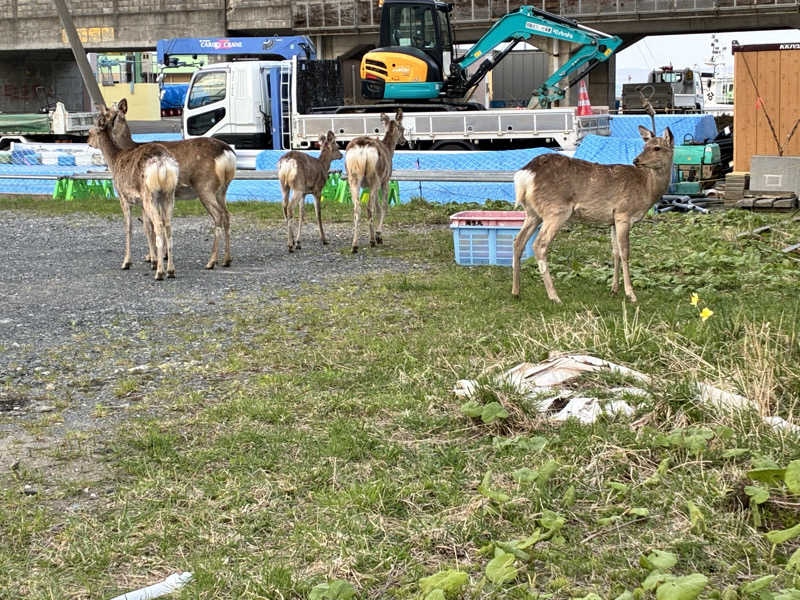 カーズさんのヤムワッカナイ温泉 港のゆのサ活写真