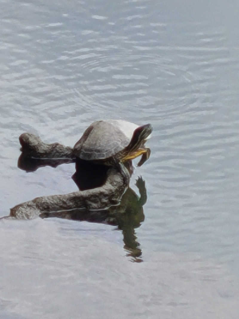 カズキ＆さんの八尾温泉 喜多の湯のサ活写真