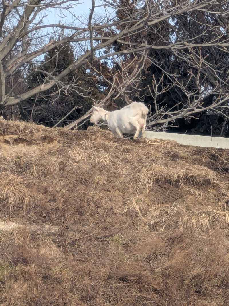 ターバンさんの熊ノ沢温泉のサ活写真