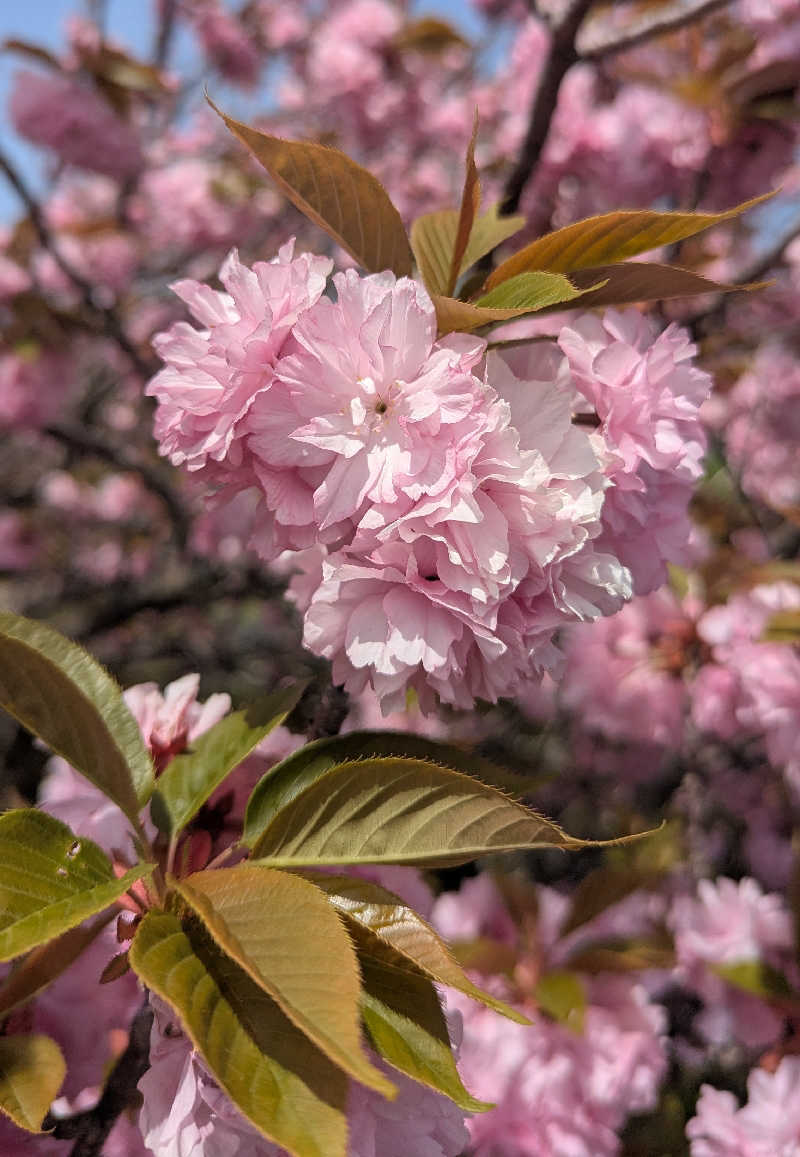 .ひさんのゆのまえ温泉湯楽里のサ活写真